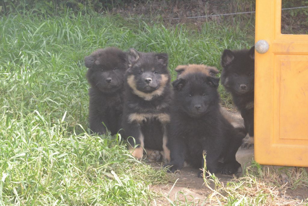 de nibele - Eurasier - Portée née le 28/02/2025