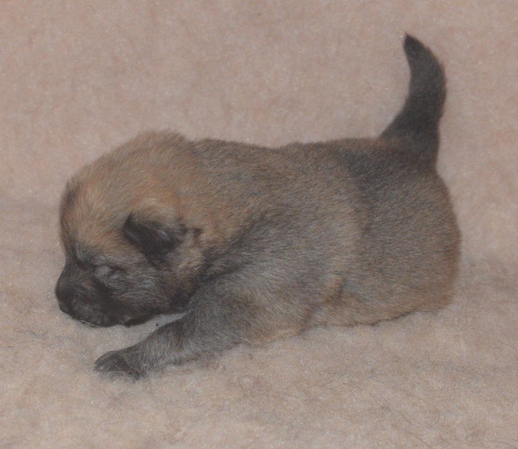 de nibele - Chiots disponibles - Eurasier
