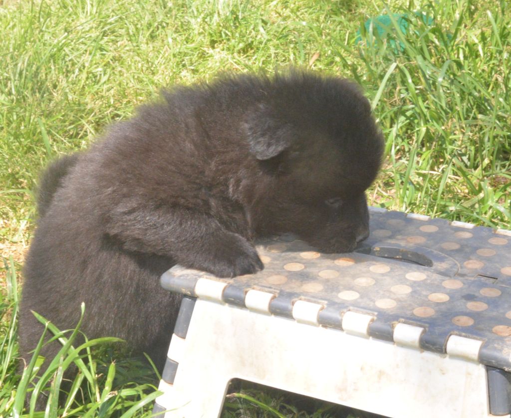 de nibele - Chiots disponibles - Eurasier