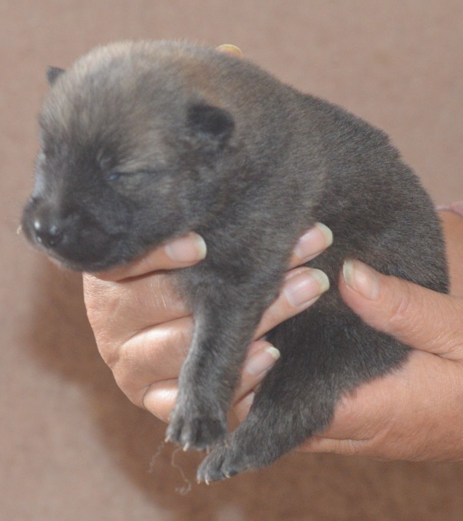 de nibele - Chiots disponibles - Eurasier